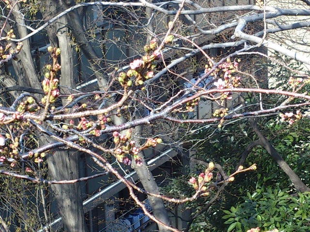 桜開花2013.jpg